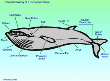 Whale Anatomy & Physiology - Diagram Image Of Whale