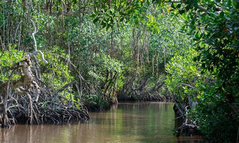 mangroves in Mexico | Photos | WWF