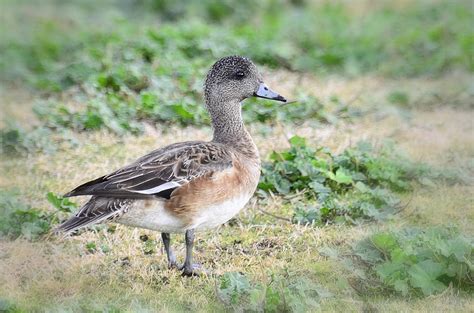 Female American Wigeon Photograph by Saija Lehtonen - Pixels