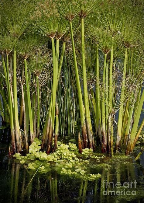 Bamboo Trees | Plants, Pond landscaping, Aquatic plants