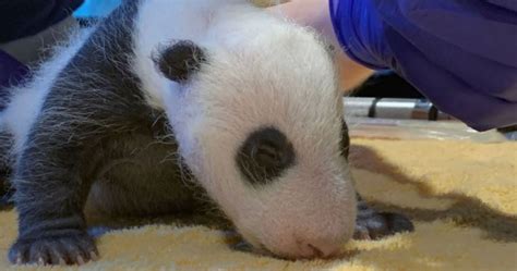 Smithsonian’s National Zoo Reveals Baby Panda's Gender