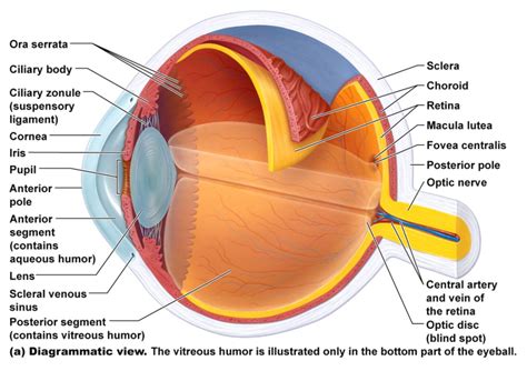 Eye Diagram Eye Anatomy Diagram Human Eye Diagram Human Eye | Images ...