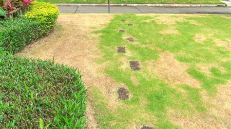 Simple Tips To Save Your Lawn From Issues Caused By Compacted Soil