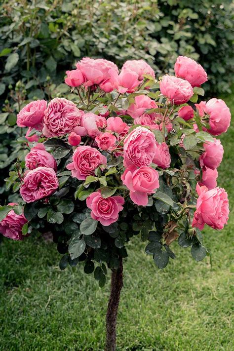 Pink Double Knock Out® Rose Tree Form | ubicaciondepersonas.cdmx.gob.mx