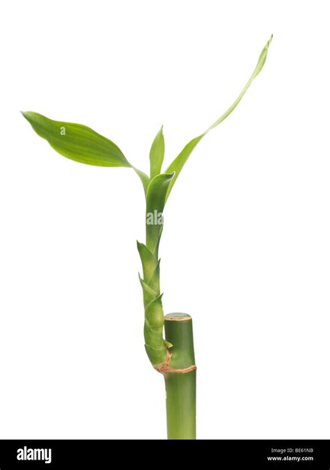 Lucky bamboo plant Stock Photo - Alamy