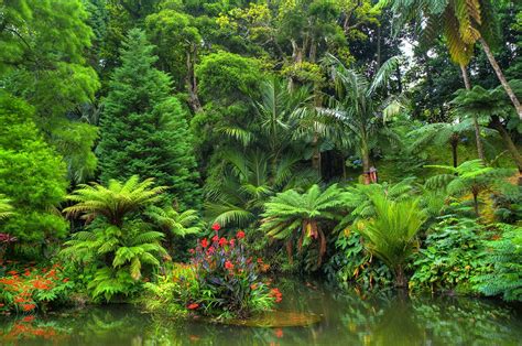 Tropical Rainforest Pond HD Wallpaper