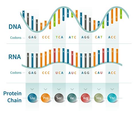 Dna Coding And Codons What Is A Dna Codon Ancestrydna Learning Hub ...