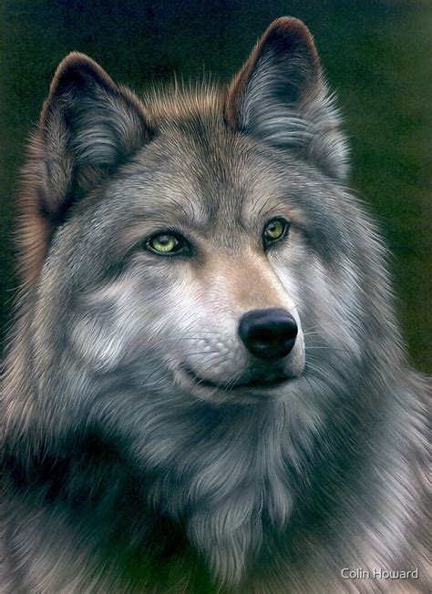 "Grey Wolf" by Colin Howard | Redbubble