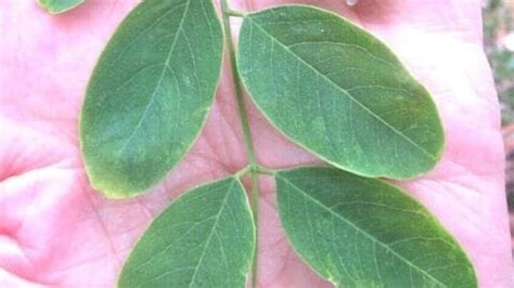 Leaf Pinnate - Tree Guide UK pinnate leaf identification