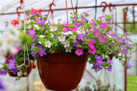 Bacopa 'Mixed' (Hanging Basket) - Hello Hello Plants