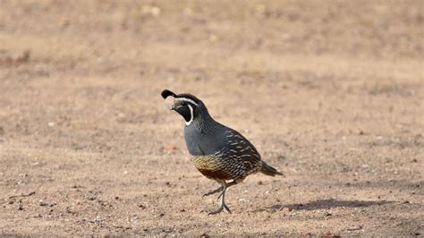 Quail - John P. Boerschig Ranches