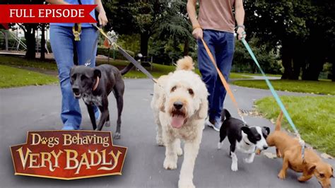 Dogs Behaving Very Badly - Series 2, Episode 5 | Full Episode - YouTube