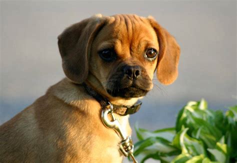 Puggle Puppies For Adoption - Puppyfinder.com: Puggle dogs for adoption ...