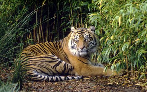 Tiger conservation forum promises long term commitment | WWF