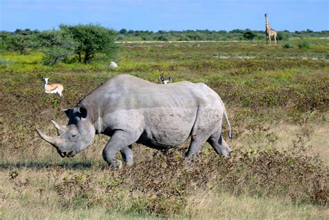 Why Namibia's Etosha National Park Should Be On Your Dream Safari List ...