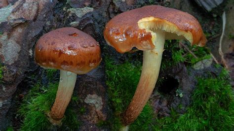 Gymnopilus - steveaxford Surfing Books, Planet Earth 2, Australian Bush ...