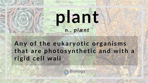 Plant Definition and Examples - Biology Online Dictionary