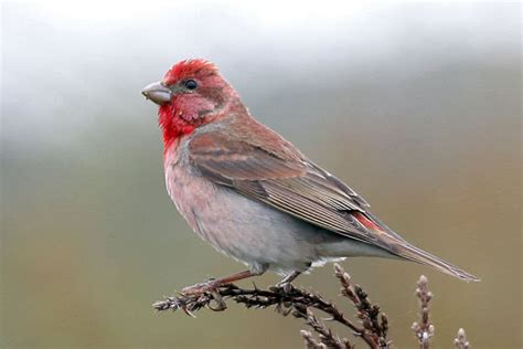 vogelwarte.ch - Common Rosefinch