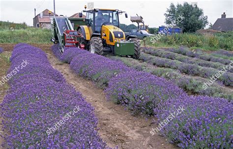 Lavender Lavandula Sp Crop Rows Flower Editorial Stock Photo - Stock ...