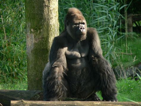 Gorilla Briefly Slips From Cage at Topeka Zoo