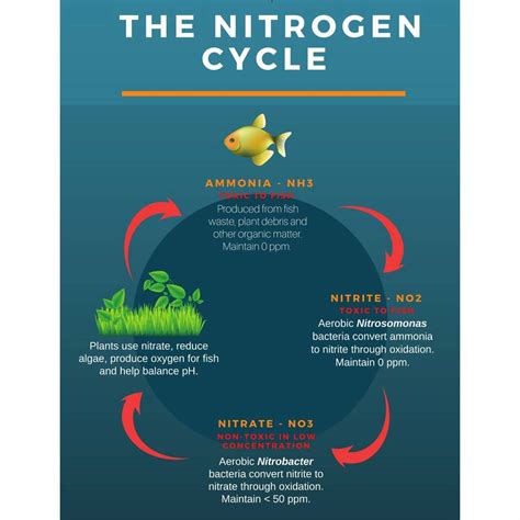 Freshwater Aquarium Water Quality: The Nitrogen Cycle & Optimal Water ...