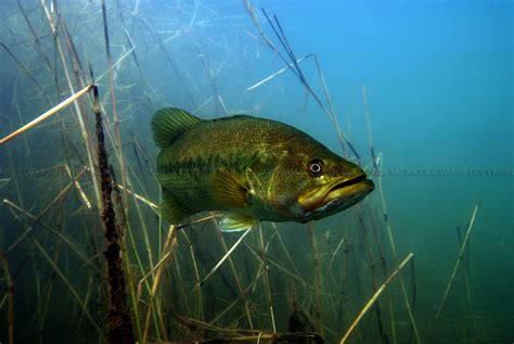 Largemouth Bass Underwater Photography