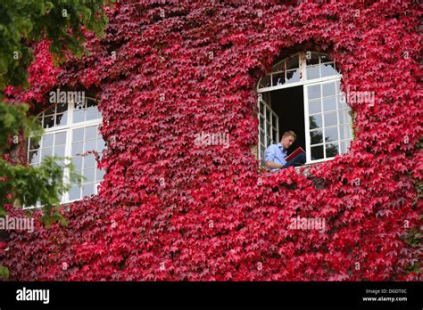 THe LARGEST wall of Virginia Creeper in Britain has turned a ...