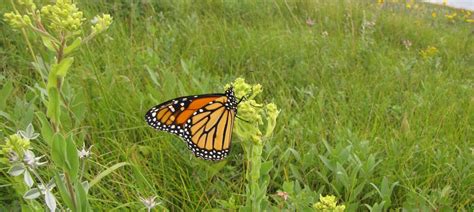 Wildlife Win for Protecting Monarch Butterfly Habitat • The National ...