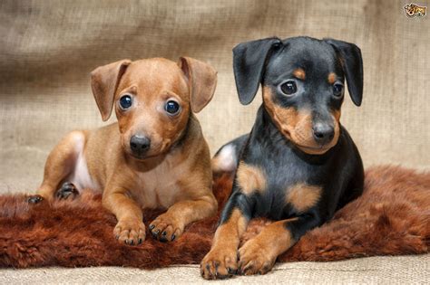 Miniature Pinscher Information - Dog Breeds at dogthelove