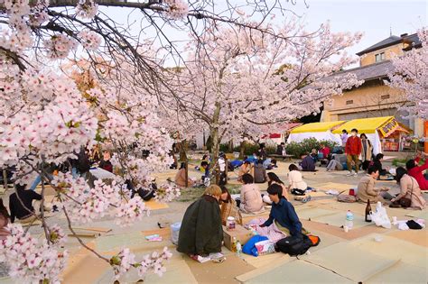 2018 Cherry Blossoms Are Early but You Can Still Do Last-Minute Hanami ...