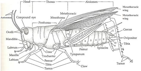 Cricket Anatomy - Anatomy Book