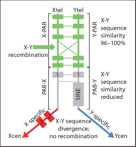 Figure 1 from The Pseudoautosomal Region and Sex Chromosome ...