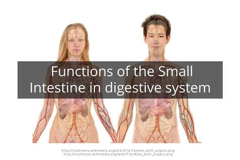 Functions of the Small Intestine in digestive system ...