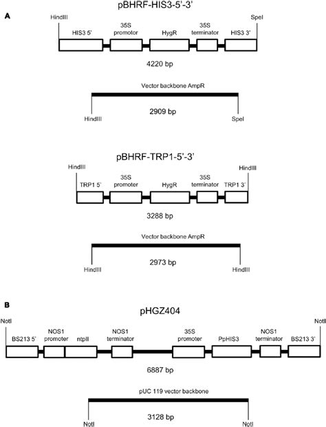 | Plasmids used to make the auxotrophic PpHIS3 and PpTRP1 knockout ...