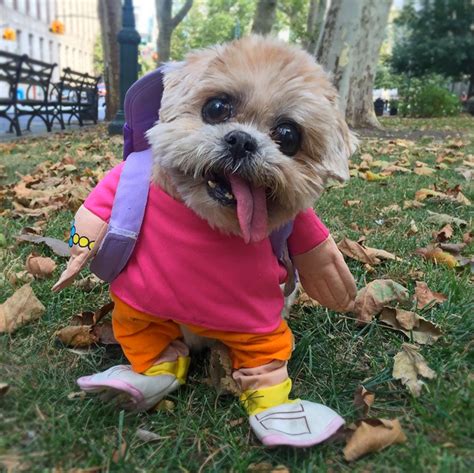 Dogs In Cute Halloween Costumes