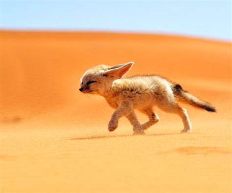 Baby Fennec Fox Wallpaper | Wide Wallpapers