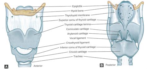 Larynx Cartilage