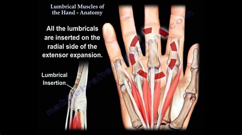 Lumbrical Muscles Of The Hand Anatomy - Everything You Need To Know ...