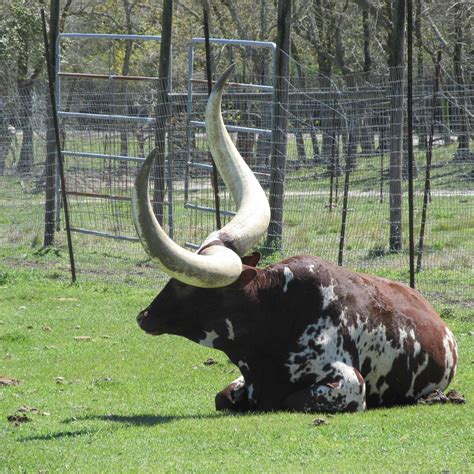 Bayou Wildlife Zoo (Alvin): All You Need to Know BEFORE You Go