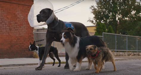 First Trailer for Hilarious Dog Revenge Movie 'Strays' with Will ...