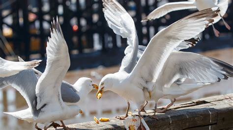 Council ‘cannot’ reduce number of seagulls in Bath, despite complaints ...