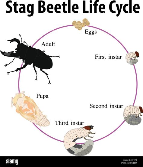 Life Cycle Of A Stag Beetle | Images and Photos finder