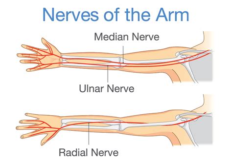 Nerve Damage In The Hand - Golden State Orthopedics & Spine