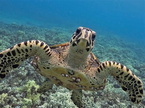 Hawksbill Sea Turtles Are Truly Hawaiʻi Locals | NOAA Fisheries