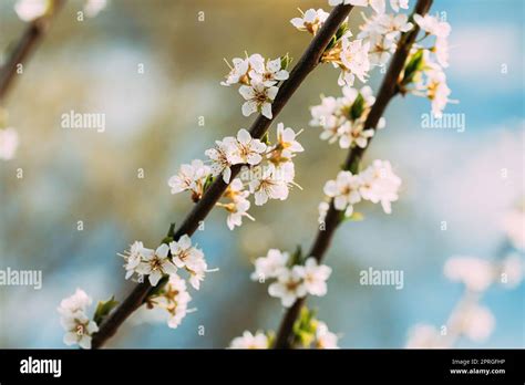 White Young Spring Flowers Of Prunus subg. Cerasus Growing In Branch Of ...