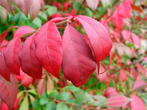 Burning Bush Pruning: How And When To Prune Burning Bushes | Gardening ...