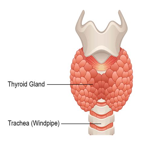 Thyroid Gland