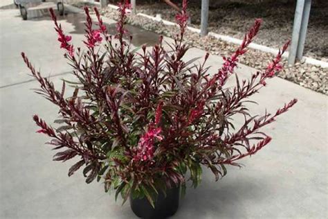 Guara 'Bantam red' A full sun plant tolerant of our heat and humidity ...