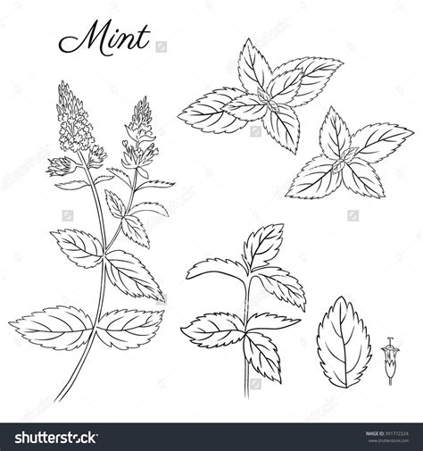 how to draw a mint leaf step by step - mangaarttutorialmale