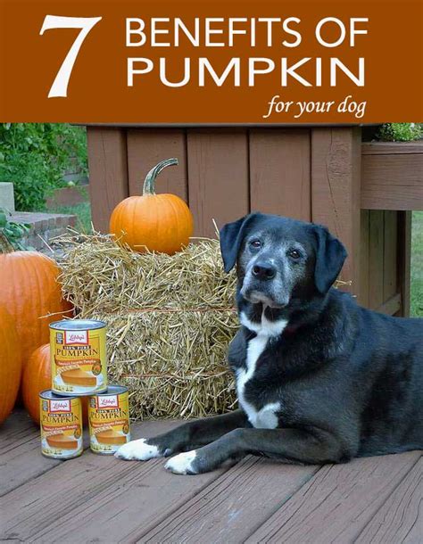 7 Benefits of Pumpkin for Dogs | Chasing Dog Tales